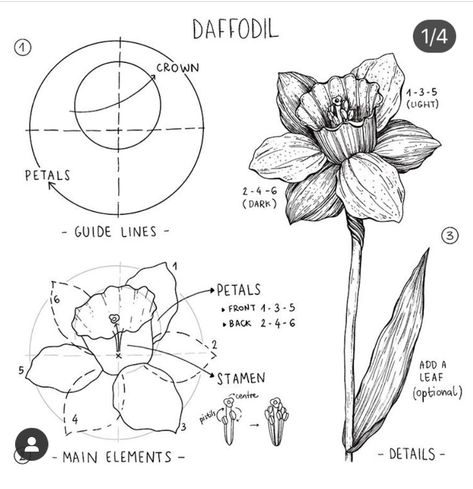 How To Draw A Narcissus Flower, Feminine One Line Art, Daffodils Flower Drawing, Daffodil Drawing Step By Step, How To Draw A Daffodil Step By Step, Art Reference Flowers, Daffodil Flower Drawing Simple, How To Draw Daffodils, How To Draw A Daffodil