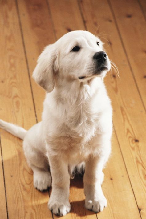 Unfinished Wood Floors, Dog Pee Smell, Coffee Stain Removal, Pet Friendly Flooring, Pee Smell, Remove Pet Stains, Cleaning Wood Floors, Dog Urine, Urine Stains