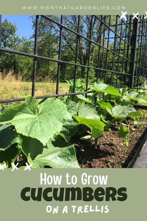 Raised Bed Diy, Trellis Raised Bed, Cucumbers Recipes, Salads Cucumber, Appetizers Cucumber, Snack Cucumber, Cucumber Cocktails, Cucumbers Salad, Pallet Trellis