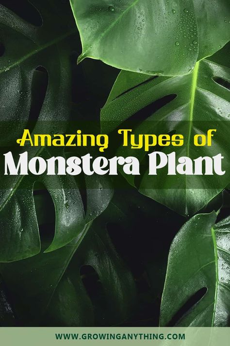 17 Amazing Difference Types of Monstera Plant 2024 Types Of Monstera Plants, Plants Pictures, Full Sun Flowers, Monstera Obliqua, Monstera Plants, Swiss Cheese Plant, Plants To Grow, Cheese Plant, Growing Tips