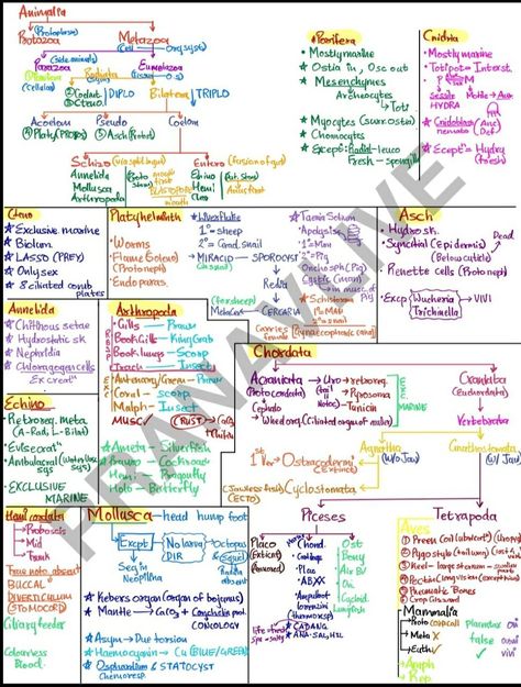 Ncert Class 9 Science Notes, Plant Kingdom Short Notes, Botany Notes Class 11, Mind Map Biology Class 11, Plant Kingdom Mind Map, Class 11 Pcb, Biological Classification Mind Map, Animal Kingdom Notes Class 11, Plant Kingdom Notes Class 11 Neet