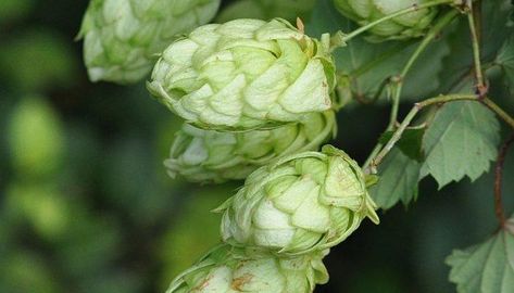 Information on the Hops Plant (Humulus lupulus). Including Its Side Effects, Health Benefits and Common and Traditional Uses as a Medicinal Herb Diy Massage Oil, Medicinal Wild Plants, Hops Plant, Meridian Massage, Homemade Body Care, Humulus Lupulus, Homesteading Ideas, Medicinal Herb, Nature Conservation