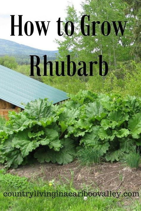 Plant it once in a Northern Garden and it will come back every year. Rhubarb is great for jams or fruit crisps and healthy too! How To Grow Rhubarb, Grow Rhubarb, Growing Rhubarb, Rhubarb Plants, Organic Vegetable Garden, Meteor Garden 2018, Magic Garden, Home Vegetable Garden, Organic Gardening Tips