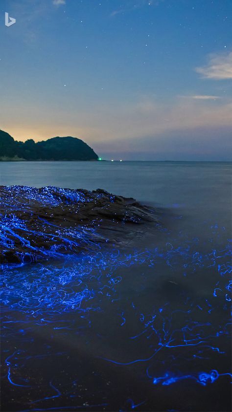 Bioluminescence Water, Sea Of Stars, Most Beautiful Images, Beach Night, Night Scenery, Pretty Landscapes, Ocean Wallpaper, Crustaceans, Beautiful Sights