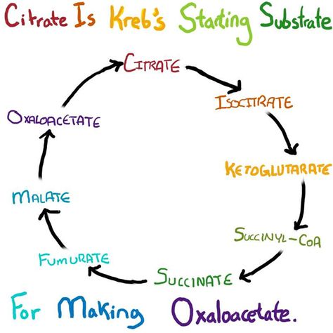 krebs cycle Biochemistry Notes, Krebs Cycle, Mcat Prep, Mcat Study, Cellular Respiration, High School Biology, Pharmacy School, Study Stuff, Ap Biology