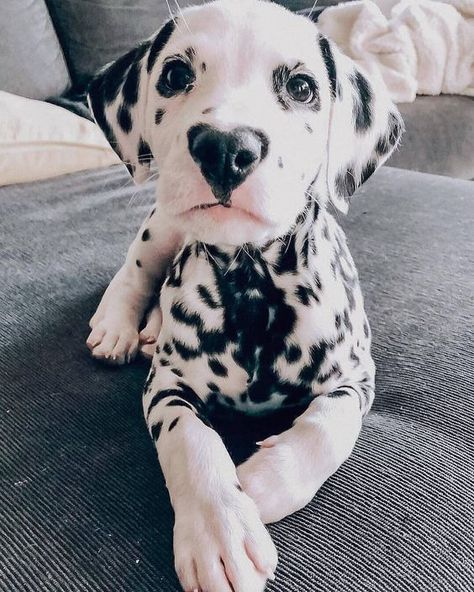 Regnul Animal, Dalmatian Puppy, Cute Dogs And Puppies, Cute Animal Pictures, Dog Photography, Baby Dogs, Great Dane, Shiba Inu, Cute Little Animals