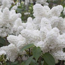 Here are eleven beautiful and fragrant plants that repel mosquitoes - keeping your home and garden mosquito free. Japanese Lilac, Smooth Hydrangea, Syringa Vulgaris, Lilac Bushes, Pot Garden, Gladioli, White Lilac, Moon Garden, Have Inspiration