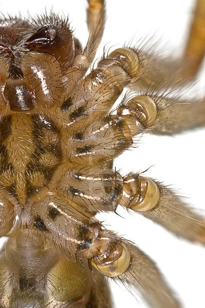 "Spider Under belly" photographer: Linda Wright Spider Mouth, Linda Wright, Wolf Spider, Spider Legs, The Spider, Arachnids, Halloween Spider, The Light, Insects