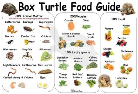 Red Eared Slider Tank, Box Turtle Food, Pet Turtle Care, Box Turtle Habitat, Turtle Enclosure, Turtle Food, Red Eared Slider Turtle, Turtle Facts, Turtle Aquarium