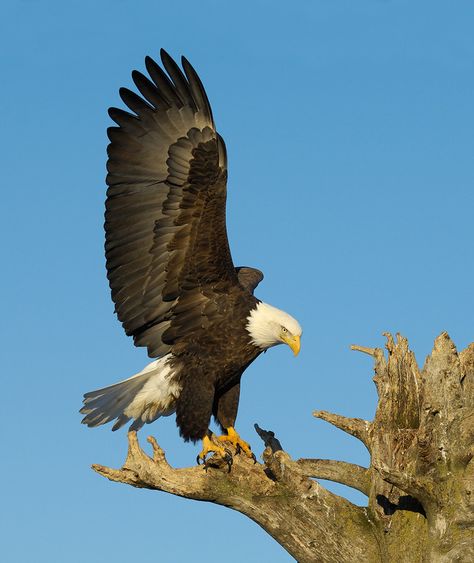 Bald Eagle Images, Bold Eagle, Raptors Bird, Zebra Painting, Eagle Images, Hawaii Wall Art, Cutee Animals, Eagle Wallpaper, Eagle Pictures