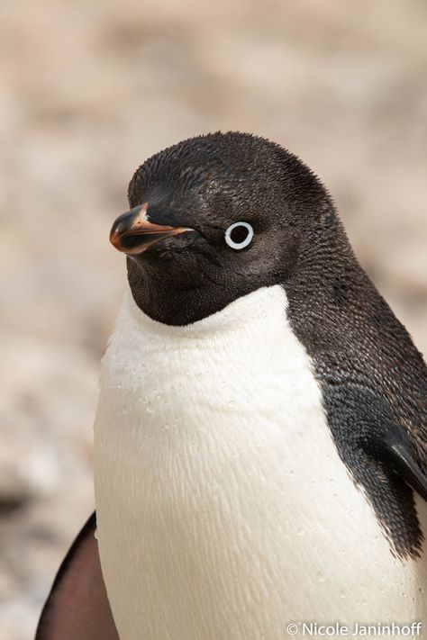 We had some great Adelie penguin sightings in Antarctica!  Picture by Nicole Janinhoff. Penguins, Close Up, Hunting, To Share