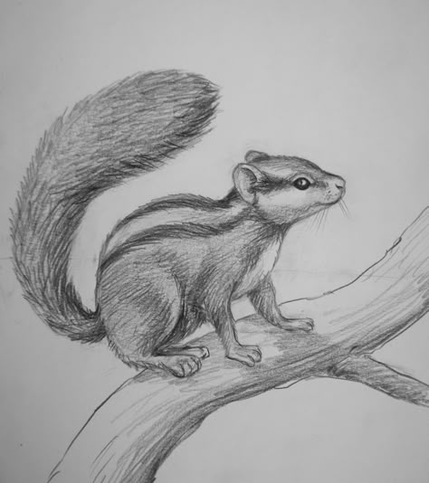 Pencil Shading Animals Easy, Animal Pencil Shading, Bird Pencil Drawings Easy, Pencil Shade Drawing, Pencil Shading Animals, Pencil Drawings Of Animals Easy, Realistic Pencil Drawings Nature, Animal Sketches Pencil Easy, Birds Sketches Pencil