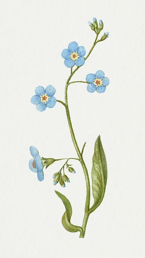 Creeping forget me not flower illustration | free image by rawpixel.com / Aom Woraluck Flores Wallpaper, Iphone Wallpaper Blue, Forget Me Not Tattoo, Forget Me Nots Flowers, Forget Me Not Flower, Vintage Flowers Wallpaper, Free Illustration Images, Antique Artwork, Forget Me Nots