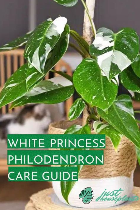 This care guide teaches you everything you need to know about keeping the stunning White Princess Philodendron at home. Philodendron White Princess, Philodendron Care, Princess Philodendron, Flowering Succulents, The White Princess, Philodendron Plant, Tropical Flower Plants, Gardening Plants, Inside Plants