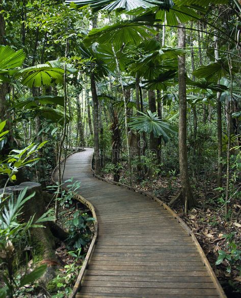 Wooden Pathway, Forest Resort, Daintree Rainforest, Jungle Gardens, Eco Lodge, Garden Cafe, Forest Garden, Backyard Projects, Tropical Garden