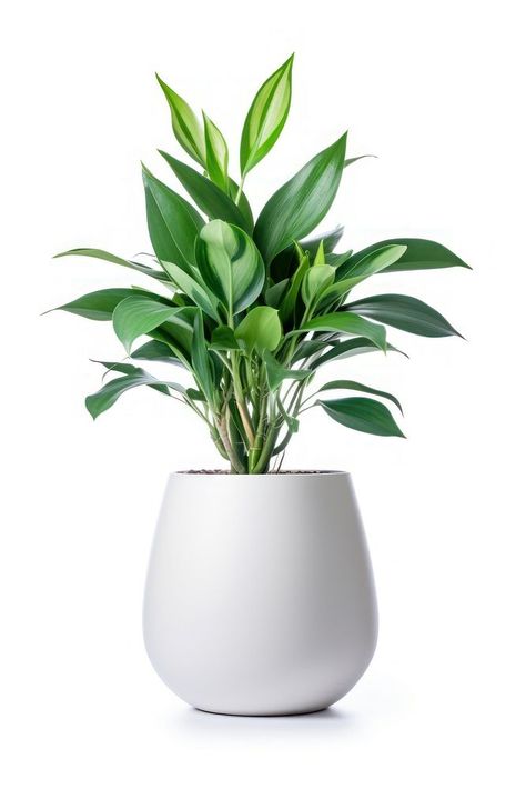 Potted tall plant vase leaf white background. AI generated Image by rawpixel. | free image by rawpixel.com / JadesalitSuriyanimitsuk Plants White Background, White Backround, Tall Plant, Plant Vase, Interior Plants, Clear Background, Plant Flower, Flower Plant, Tall Plants