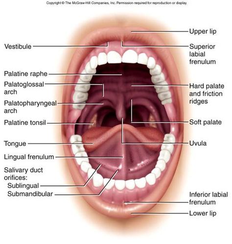 Feature of the oral cavity include the lingual frenulum, vestibule, tongue, hard and soft palate, palatine raphae, and the uvula. Food enters into the buccal cavity and will continue on to the esophagus. Teeth Diagram, Human Anatomy Picture, Dental Assistant Study, Dental Hygiene Student, Anatomy Images, Human Digestive System, Sistem Pencernaan, Soft Palate, Dental Hygiene School