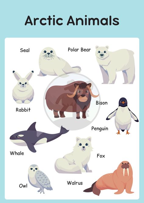 Bring the beauty of the Arctic to your child’s learning space with this cute blue and white Arctic animals poster! Featuring simple and adorable illustrations of polar bears, penguins, and seals, this poster is both educational and fun. Ideal for classrooms, playrooms, or nursery decor, it helps kids learn about Arctic wildlife while brightening up any space.

#ArcticAnimals #KidsRoomDecor #EducationalPoster #PrintableForKids #CuteAnimals November Montessori, Arctic Crafts, Arctic Wildlife, Cute Template, Antarctic Animals, Educational Decor, Animals Poster, Snow Animals, Art Activities For Toddlers