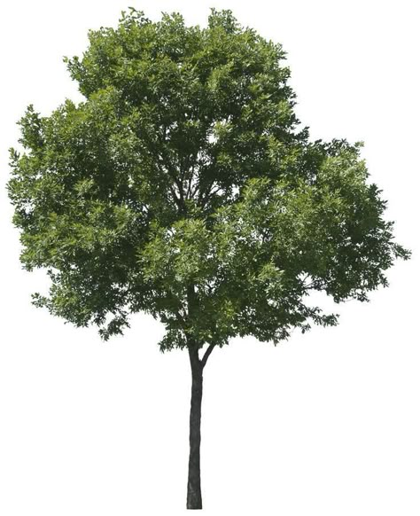 Tree Png Photoshop, Photoshop Tree, Trees Texture, Tree Psd, Tree Cutout, Tree Texture, Trees Top View, Tree Photoshop, Trees Png