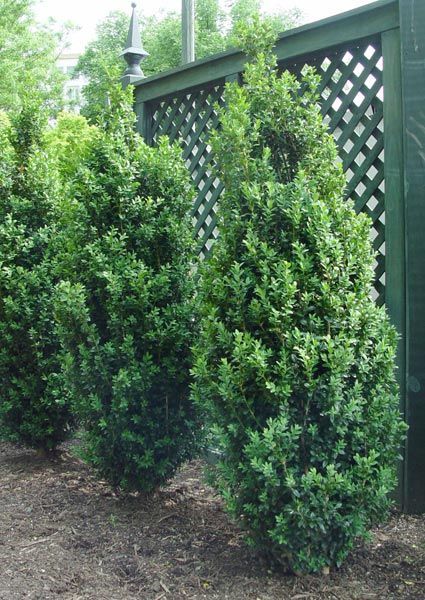 *Boxwood 'Dee Runk' is reportedly the nicest of the columnar boxwoods tolerating shade and clay soils. Total height of 8-10 ft tall can be sheared shorter. Max width about two feet. Advantage over other upright boxwoods is dense growth that won't flop open. Will fit nicely next to the porch stairs and in the corner by the garage. Boxwood Landscaping, Green Bushes, Narrow Garden, Privacy Plants, Garden Shrubs, Evergreen Plants, Evergreen Shrubs, Shade Plants, Garden Trees