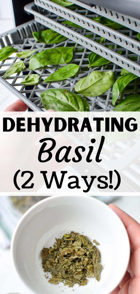 Dehydrating Basil, Dehydrate Basil, Dehydrating Herbs, Dehydrator Recipes Fruit, Preserving Basil, Dry Basil, Dehydrating Food Storage, Drying Fresh Herbs, Food Dehydration