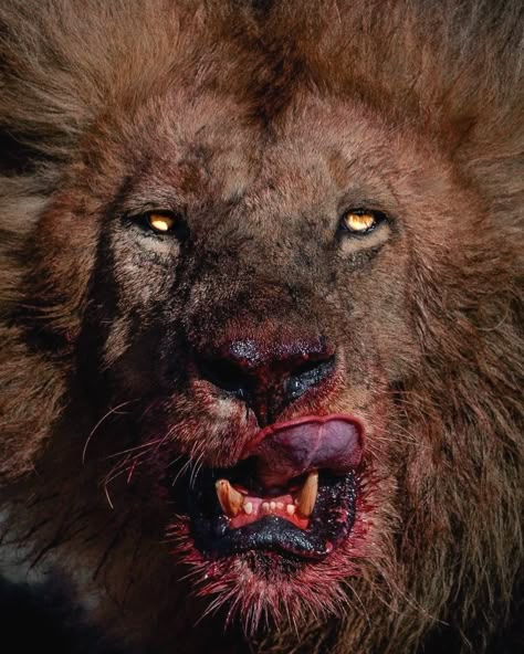 León, Leones, Lion, Big cat, Animal, Naturaleza Most Dangerous Animals, Angry Animals, Wild Animal Wallpaper, The Lion Sleeps Tonight, Lion Photography, Lions Photos, Lion King Art, Lion Images, Dangerous Animals