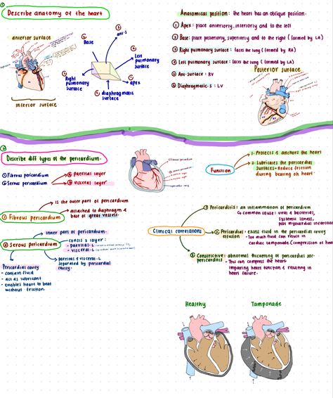 Heart surfaces and Pericardium Anatomy Of Heart, Surface Anatomy, Human Anatomy And Physiology, Cardiovascular System, Anatomy And Physiology, Human Anatomy, Anatomy, Human