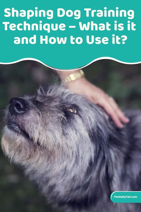 Shaping Dog Training Technique – What is it and How to Use it? Holistic Dog Care, Dog Training Techniques, Working Dog, Best Dog Training, Dog Tips, Dog Behavior, Dog Photography, An Article, Dog Care