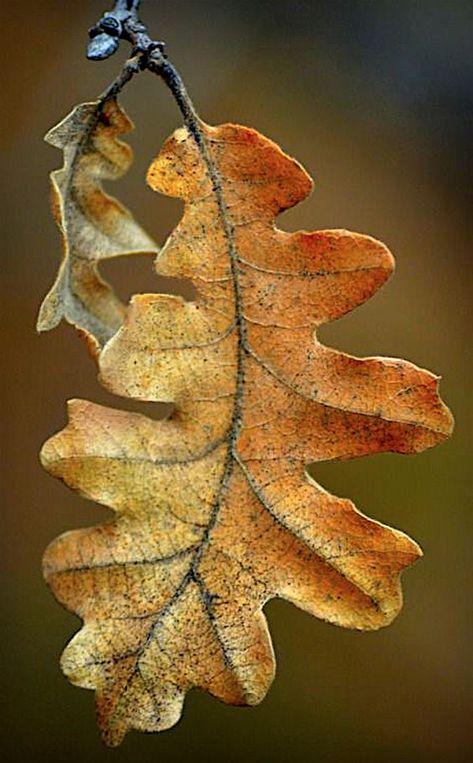 Leave Photography, Birdcage Walk, Arizona Trail, Acorn Leaves, Oak Leaves And Acorns, Leaf Photo, Leaves Photography, Leaves Photo, Forest Leaves