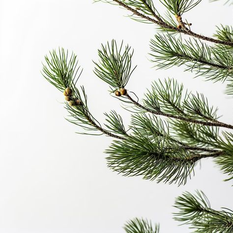 Premium AI Image | pine tree branch on white background texture Long Leaf Pine, Pine Tree Branch, White Pine Tree, Pine Leaf, Inspiration Images, Pine Branch, Evergreen Trees, White Pine, Background Texture