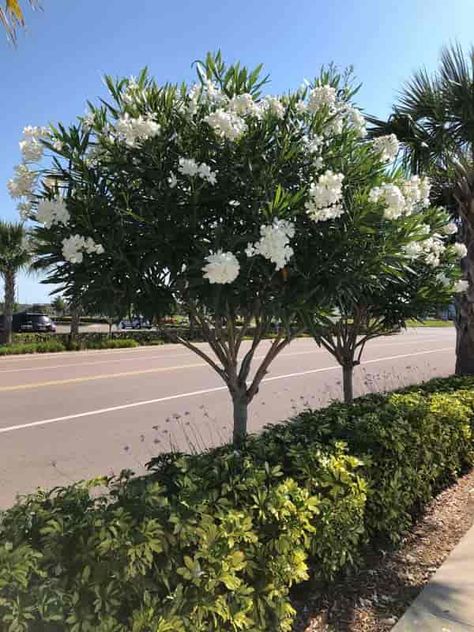 Oleander Plant Care: Tips For Growing Oleander Bushes and Trees Oleander Tree Landscaping, Oleander Tree In Pot, Flower Trees, Flowering Tree, Oleander Tree, White Trees, Trees To Plant Near House, Tree With White Flowers, Flower Tree