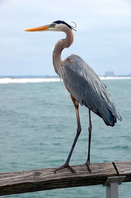 Heron Photography, Heron Art, Coastal Birds, Great Blue Heron, Shorebirds, Big Bird, Bird Pictures, Blue Heron, Sea Birds