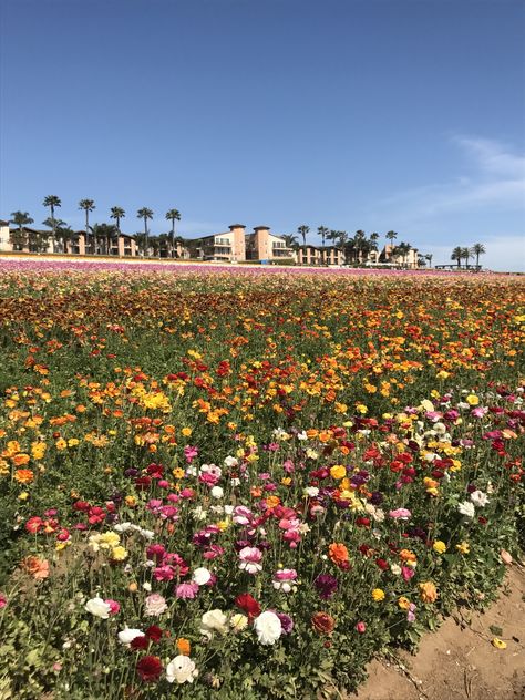 Carlsbad Carlsbad Flower Fields, Carlsbad California, House Dream, Fruit Picture, Post Grad, Senior Trip, California Love, Dream Board, Flower Field