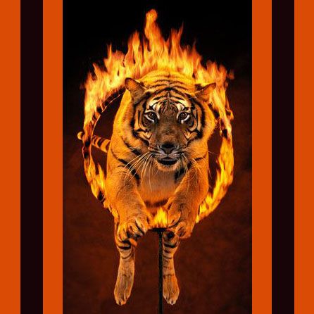 circus tiger jump hoop fire trainer trick danger excitement Circus Tiger, Circus Lion, Tiger Illustration, Circus Animals, Fire Art, Big Top, Vintage Circus, Writing Styles, Big Cats