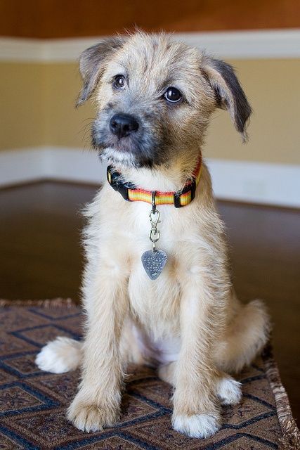 Border Terrier Puppy, About Dogs, Irish Wolfhound, Border Terrier, Blue Heeler, Terrier Mix, Terrier Dogs, Pitbull Terrier, Dog Tag