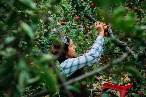 10 Steps You Shouldn't Ignore When Starting an Orchard Apple Coleslaw, Warm Apple Cider, Aquaponic Gardening, Vegetable Garden Planning, Avocado Tree, Arbour Day, Aquaponics System, Green Fruit, Ground Cover Plants