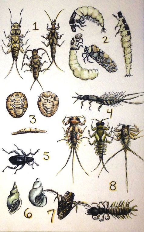 Pollution-Sensitive Aquatic Invertebrates by PonderosaPower.deviantart.com on @DeviantArt Aquatic Macroinvertebrates, Parasitic Worms, Aquatic Insects, Nature Education, Mayfly, Black Lagoon, Insect Art, Tattoo Idea, Pollution