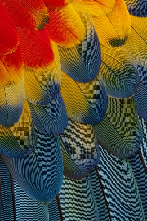 Scarlet Macaw feather pattern Scarlet Macaw Aesthetic, Macaw Aesthetic, Feather Aesthetic, True Winter Color Palette, Parrot Pattern, Macaw Feathers, Parrot Feather, Scarlet Macaw, Brazilian Fashion