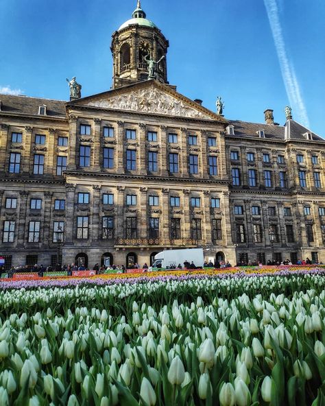 Amsterdam Guide, Tulip Season, Dam Square, Young Family, Clean Girl, The Beginning, Tulips, Amsterdam, Louvre