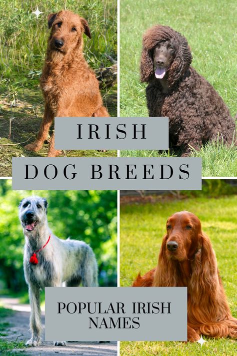 Here is everything you need to know about Irish Dog Breeds. We take a look at the Irish Wolfhound, Irish Setter and more. There are name suggestions for dogs to give authenticity to canines originating from Ireland. British Dog Breeds, Wolfhound Irish, Irish Terrier Puppies, Irish Dog Breeds, Irish Doodle, Irish Water Spaniel, British Dog, Irish Setter Dogs, Spaniel Breeds