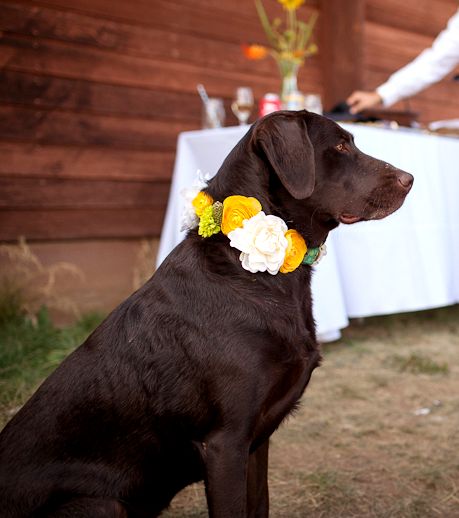 Chocolate Labrador dog wedding flower crown ❀Flowers in their coats❀ Chocolate Lab Wedding, Labrador Wedding, House Of Flowers, Wedding Swag, Wedding Flower Crown, Irish Rose, Wedding Chocolate, Outdoor Wedding Inspiration, When I Get Married