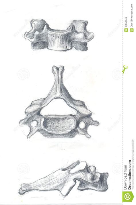 Cervical Vertebrae Drawing, Vertabae Bone Drawing, Spine Lamp, Bone Sketch, Vertebrae Art, Bone Drawing, Art Bases, View Illustration, Bone Books