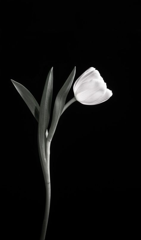 Black And White Tulips Wallpaper, Black And White Floral Wallpaper Iphone, Black N White Aesthetic Wallpaper, Black Tulips Wallpaper, Black Tulips Aesthetic, Black N White Wallpapers, Glam Wallpaper, Flowers Black Background, Floral Paintings Acrylic