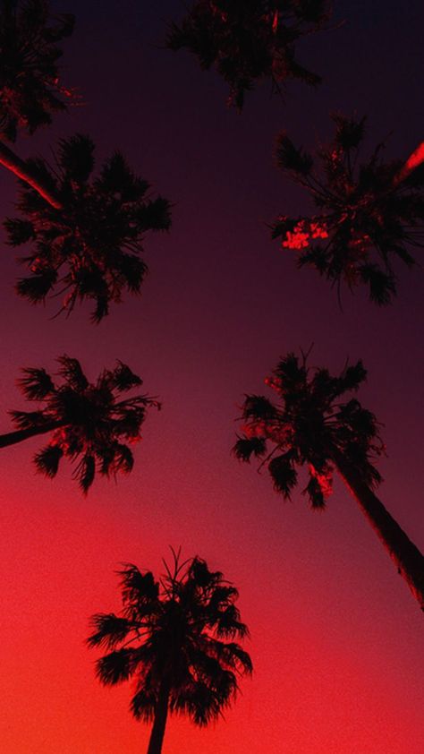 Palm Tree Sunset, Hd Phone Wallpapers, Sunset Wallpaper, Backgrounds Phone Wallpapers, Aesthetic Pastel Wallpaper, Beautiful Nature Wallpaper, Red Wallpaper, Iphone Background Wallpaper, Summer Wallpaper