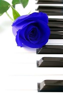 Blue Rose on Piano Galaxia Wallpaper, Blue Roses Wallpaper, Music Images, Blue Dream, Rose Wallpaper, Blue Roses, Feeling Blue, Love Rose, Love Blue