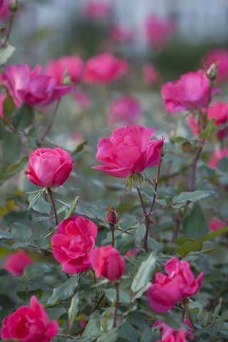 Pink Knock Out Rose Shrub Knockout Roses Care, Double Knockout Roses, Roses Garden Care, Knock Out Roses, Knockout Roses, Summer Care, Rosé Summer, Rose Care, Unique Roses