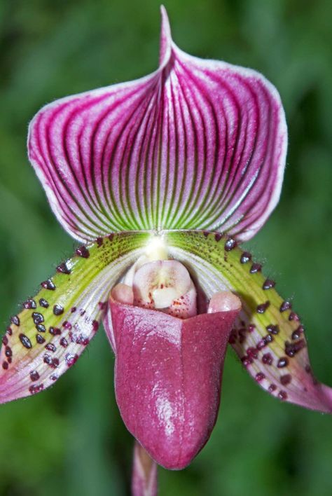 The Paphiopedilum is an elegant orchid with an eye-catching lip, slender stem and sweeping petals. Thanks to the shoe-shaped lip, this plant is also called the Venus slipper, lady slipper or slipper orchid. Because if you see the lip separate from the flower, it looks just like a slipper! But that’s not all that’s special about this orchid. In this article, you can read 11 more fun facts about the Paphiopedilum orchid! Ground Orchids, Slipper Orchid, Blooming Orchid, Orchid Varieties, Orchid Seeds, Lady Slipper Orchid, Orchid Centerpieces, Orchid Planters, Types Of Orchids