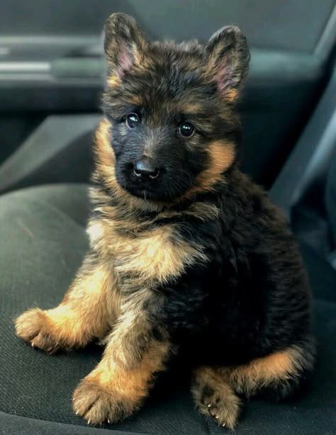 Athletic Dogs, Dog Cuts, Dog Activities, Shepherd Dogs, Shepherd Puppies, German Shepherd Puppies, German Shepherds, Baby Dogs, German Shepherd Dogs