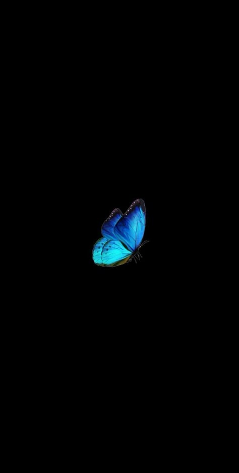 Wallpapers Cute Black, Phone Wallpapers Cute, Wallpapers Cute, Blue Butterfly Wallpaper, Wallpaper Beautiful, Iphone Wallpaper Classy, Butterfly Wallpaper Backgrounds, Butterfly Wallpaper Iphone, Cute Black Wallpaper