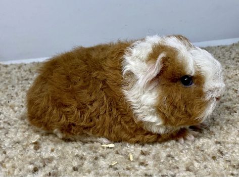 Texel Guinea Pigs, Cutie Pie, Guinea Pig, Guinea Pigs, White Cream, Pigs, Red White, Red And White, Foundation